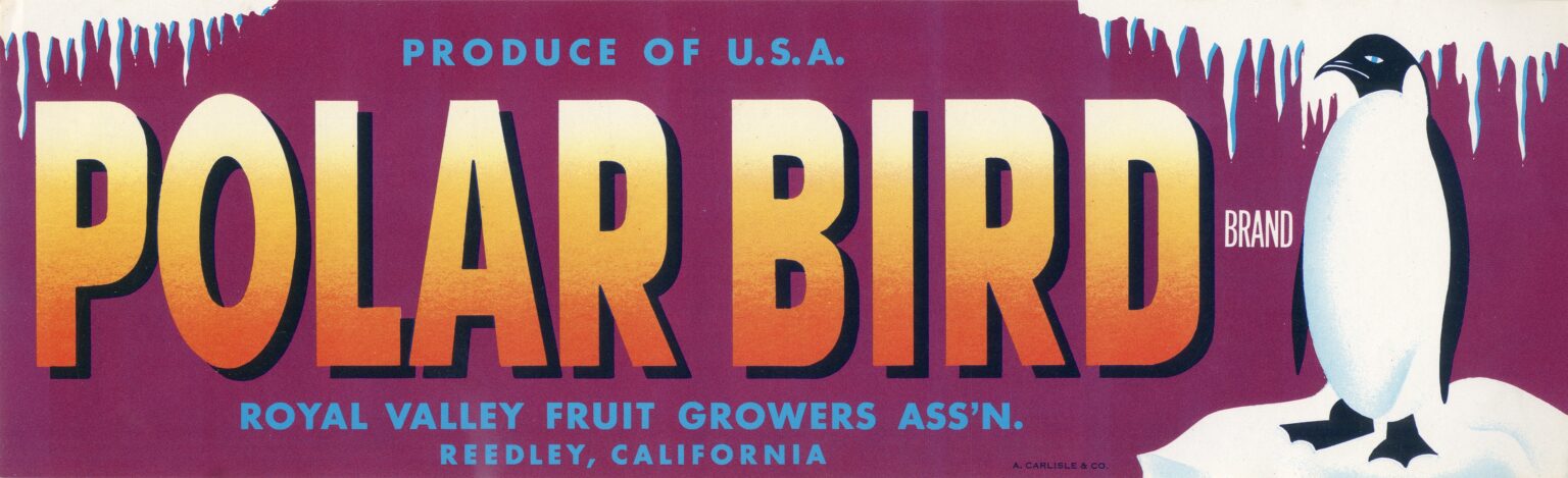 Polar Bird Polar Bird